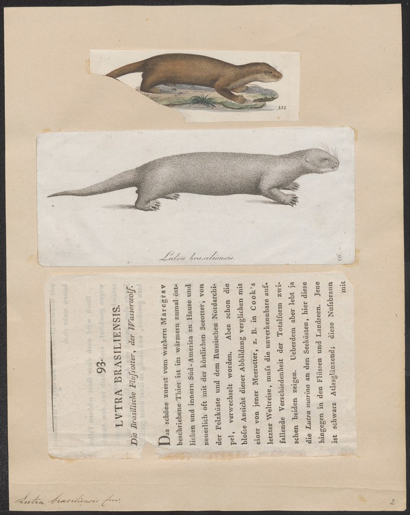 Lutra brasiliensis - 1700-1880 - Print - Iconographia Zoologica - Special Collections University of Amsterdam - UBA01 IZ22500027.Pteronura brasiliensis (giant river otter).jpg