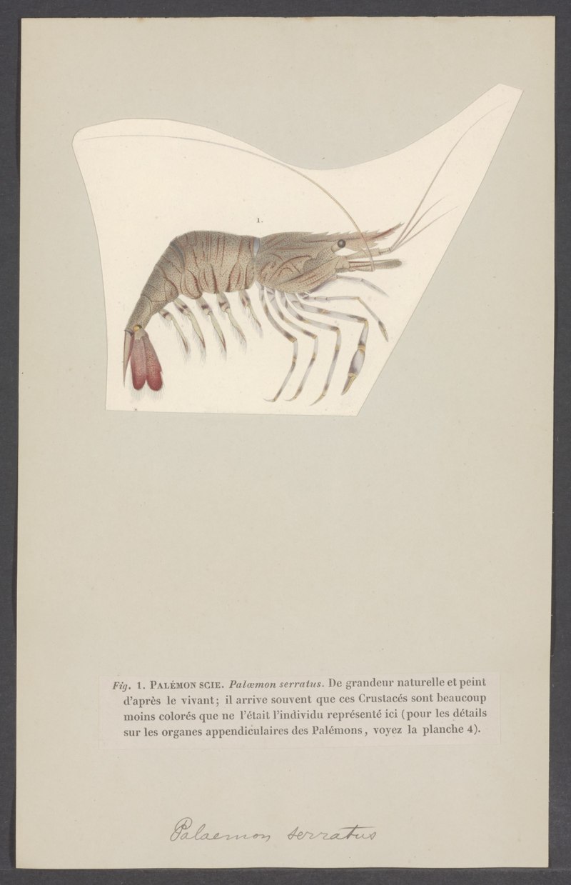 Palaemon serratus - - Print - Iconographia Zoologica - Special Collections University of Amsterdam - UBAINV0274 006 02 0049.tif.jpg
