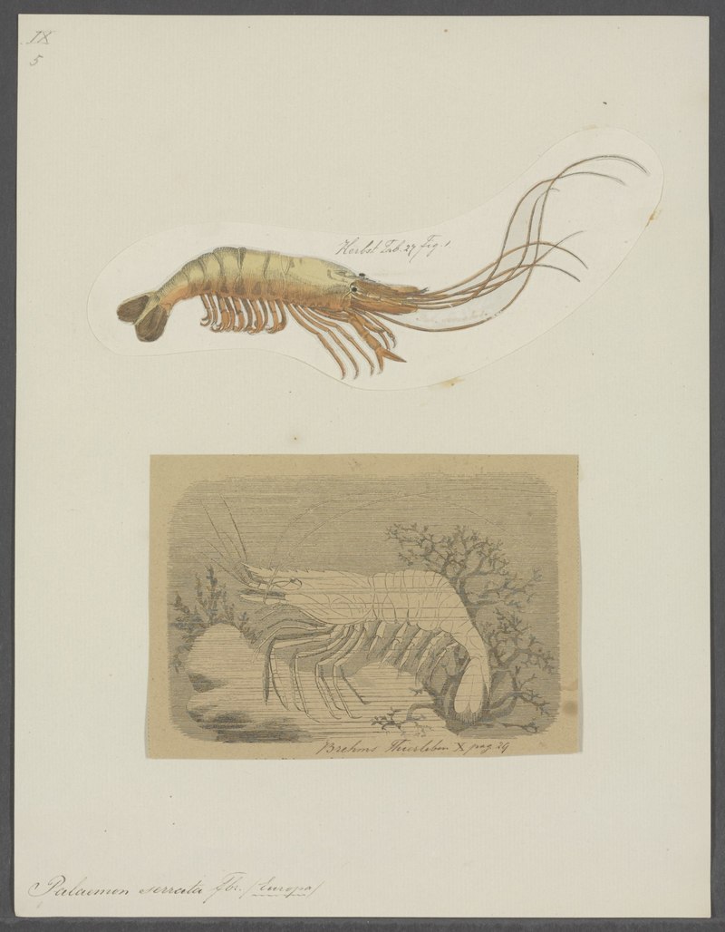 Palaemon serrata - - Print - Iconographia Zoologica - Special Collections University of Amsterdam - UBAINV0274 097 09 0003.tif.jpg
