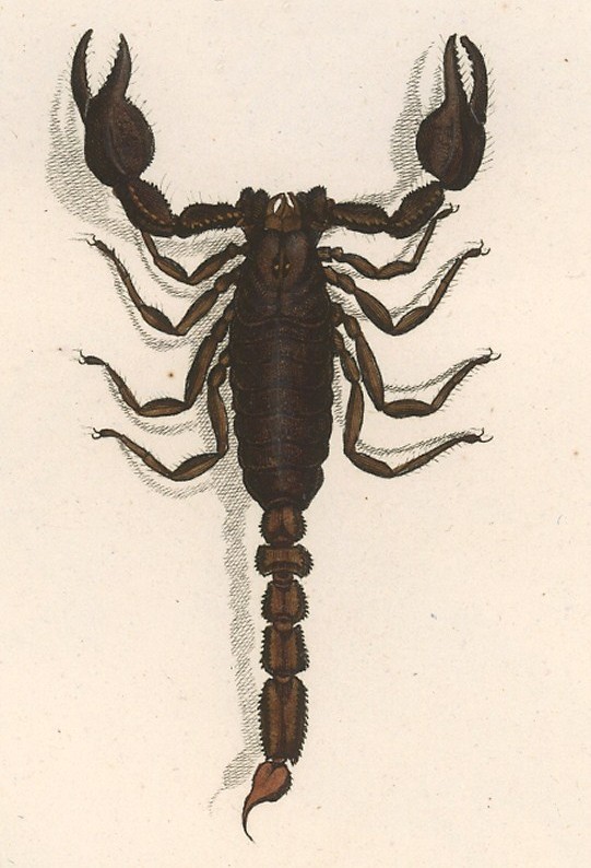 Scorpio maurus 1800 - large-clawed scorpion, largeclawed scorpion.jpg