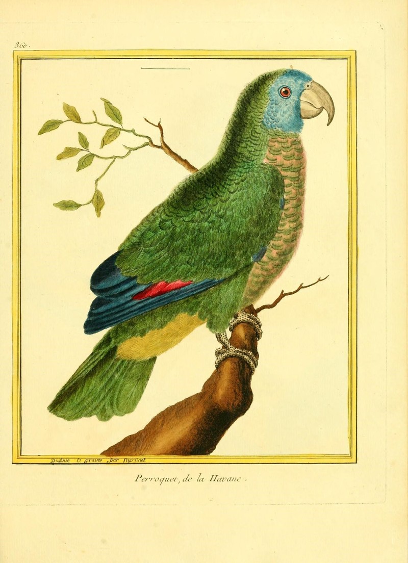 Planches enluminées d'histoire naturelle (9933389903) - Perroquet, de la Havane = Amazona versicolor (Saint Lucia amazon).jpg
