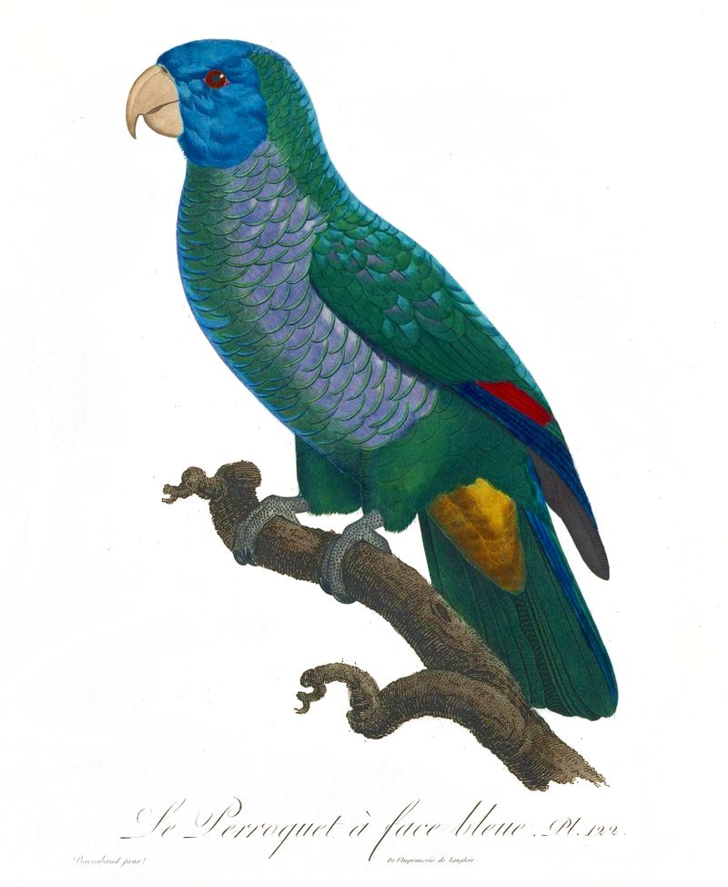 Histoire naturelle des perroquets (9949595074) - Le Perroquet a face bleue = Amazona versicolor (Saint Lucia amazon).jpg