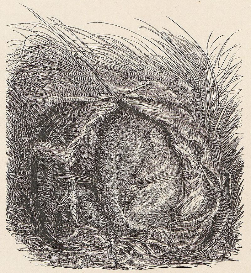 Muscardinus avellanarius - 1700-1880 little dormouse, sleeping in the winter nest.jpg