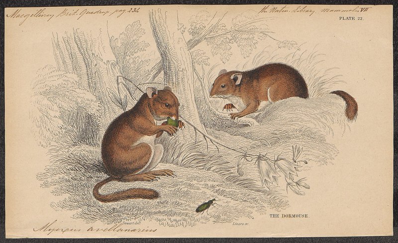 Muscardinus avellanarius - 1700-1880 - Print - Iconographia Zoologica - Special Collections University of Amsterdam - UBA01 IZ20400177.jpg