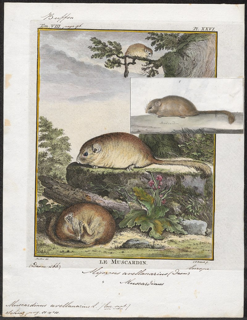Muscardinus avellanarius - 1700-1880 - Print - Iconographia Zoologica - Special Collections University of Amsterdam - UBA01 IZ20400167.jpg