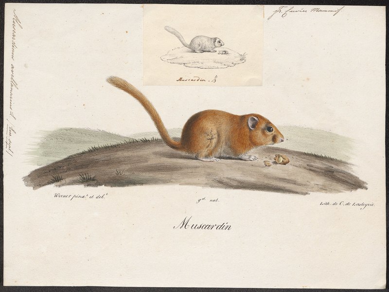 Muscardinus avellanarius - 1700-1880 - Print - Iconographia Zoologica - Special Collections University of Amsterdam - UBA01 IZ20400169.tif.jpg