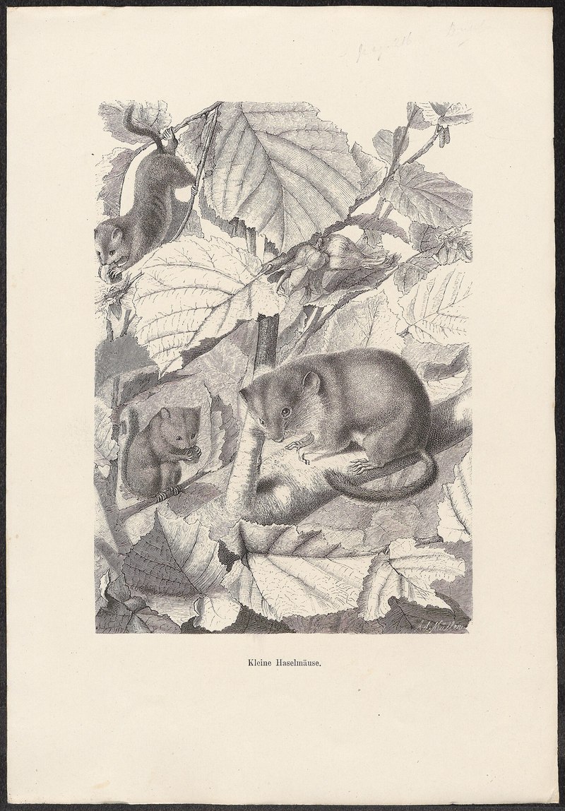 Muscardinus avellanarius - 1700-1880 - Print - Iconographia Zoologica - Special Collections University of Amsterdam - UBA01 IZ20400175.jpg