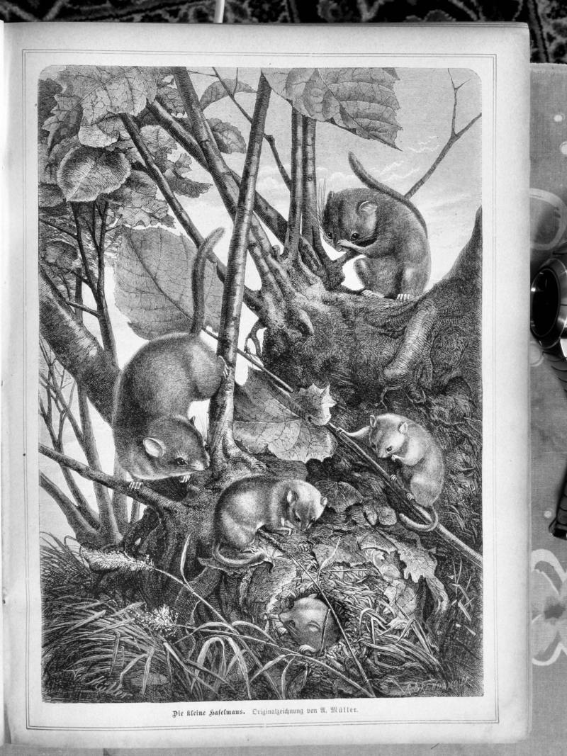 Die Gartenlaube (1883) 045.jpg