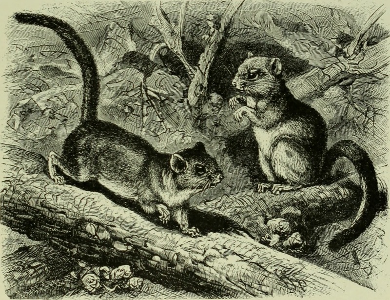Brehm's Life of animals - a complete natural history for popular home instruction and for the use of schools. Mammalia (1896) (20226859239).jpg