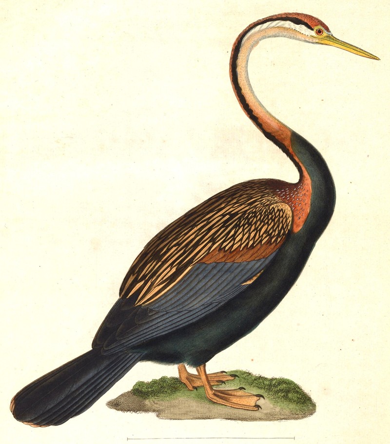 Anhinga melanogaster 1838 = Plotus levaillantii = Anhinga melanogaster (Oriental Darter.jpg
