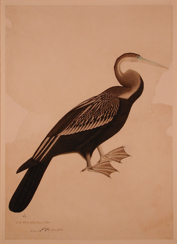 The Indian Darter or Snake-bird (Anhinga melanogaster) (6124597923).jpg