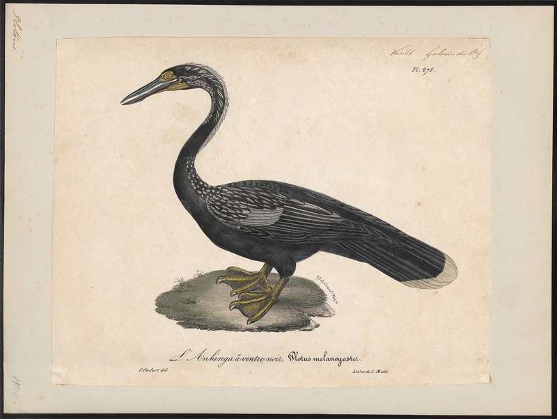 Plotus melanogaster - 1825-1834 - Print - Iconographia Zoologica - Special Collections University of Amsterdam - UBA01 IZ18000029.Anhinga melanogaster (Oriental darter).jpg