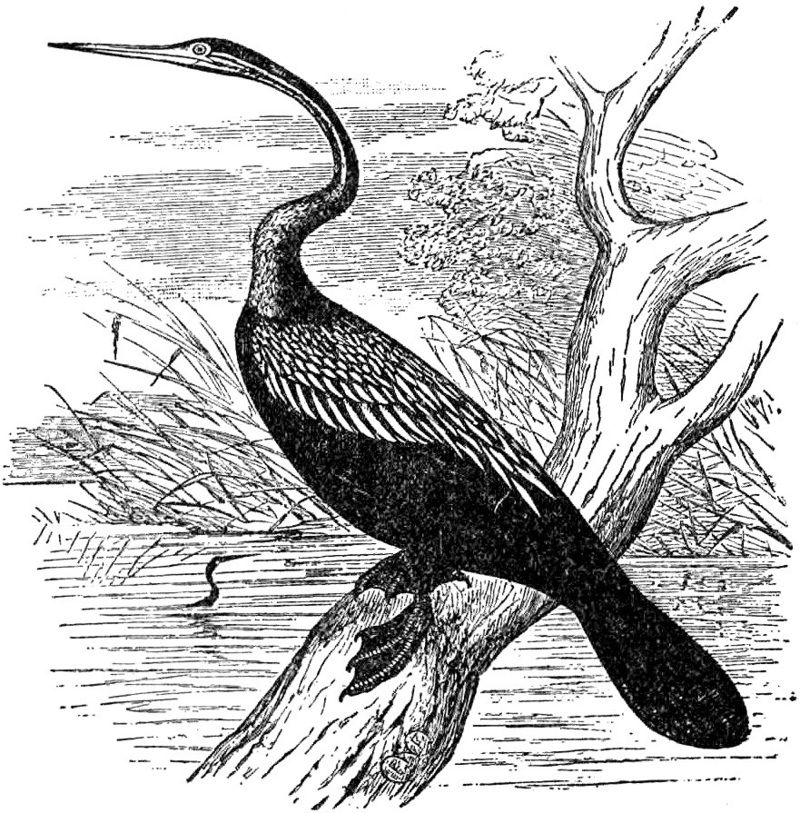 EB1911 Snake-bird - Indian SnakeBird - Anhinga melanogaster (Oriental darter).jpg