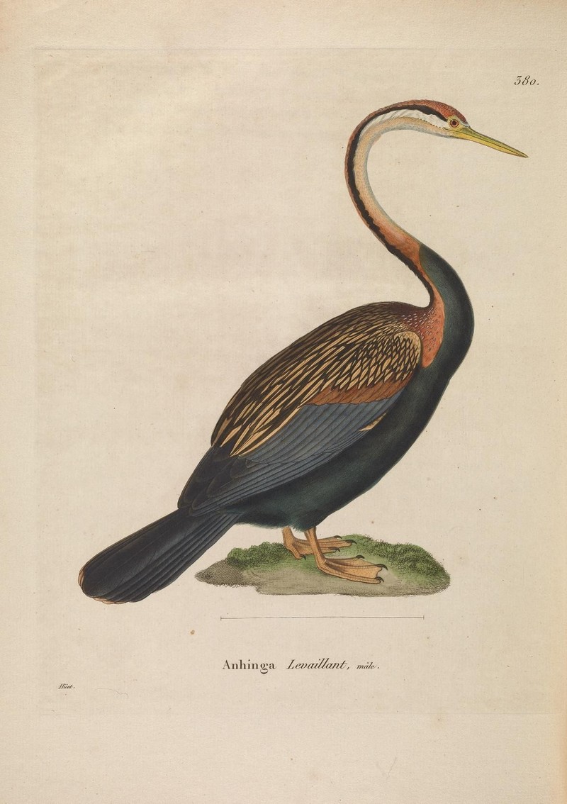 Nouveau recueil de planches coloriées d'oiseaux (Plate 380) (8115939045) - Plotus melanogaster = Anhinga melanogaster (Oriental darter).jpg