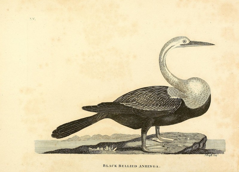 Indian zoology (Pl. XV) (9135740726) - Black-bellied Anhinga = Oriental darter (Anhinga melanogaster).jpg