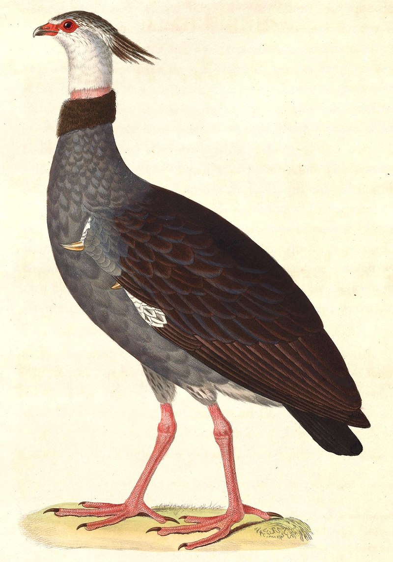 Chauna torquata 1838 - Palamedea chavaria = Chauna torquata (southern screamer).jpg