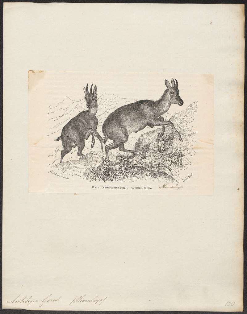 Antilope goral - 1700-1880 - Print - Iconographia Zoologica - Special Collections University of Amsterdam - UBA01 IZ21400189.Naemorhedus goral (Himalayan gray goral).jpg