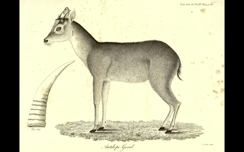 Goral.Trans.Linn.Soc.1825 - Antilope goral = Naemorhedus goral (Himalayan goral).jpg