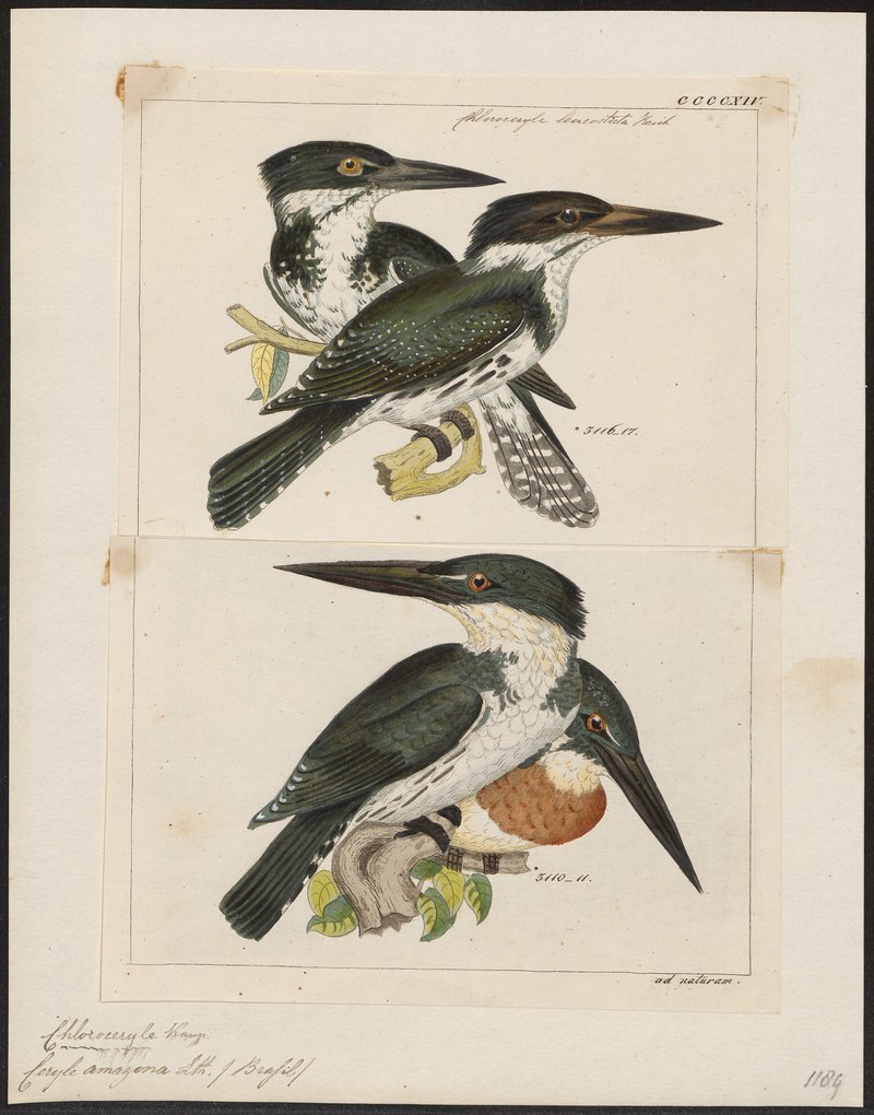 lossy-page1-2544px-Ceryle amazona - 1700-1880 - Print - Iconographia Zoologica - Special Collections University of Amsterdam - UBA01 IZ16800269.Chloroceryle amazona (Amazon kingfisher).jpg