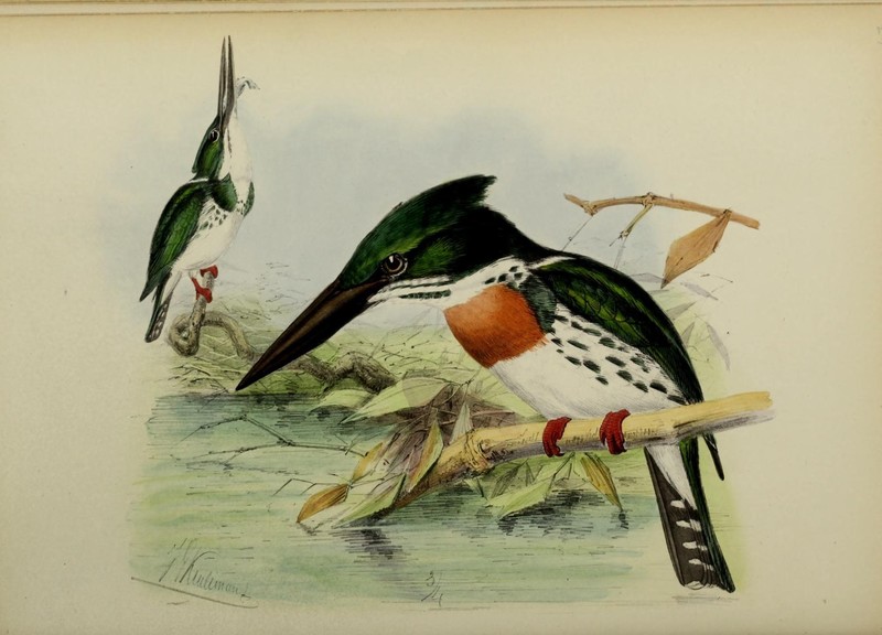 A monograph of the Alcedinidae (19212389153) - Ceryle amazonia = Chloroceryle amazona (Amazon green kingfisher).jpg