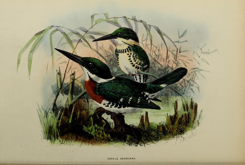 A monograph of the Alcedinidae (19210674964) - Ceryle americana = Chloroceryle americana (green kingfisher).jpg