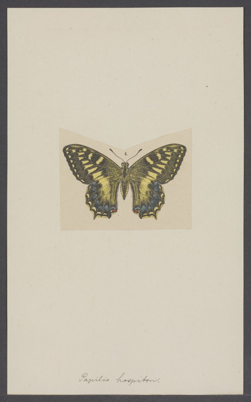 Papilio hospiton - - Print - Iconographia Zoologica - Special Collections University of Amsterdam - UBAINV0274 003 02 0052.Corsican swallowtail (Papilio hospiton).jpg