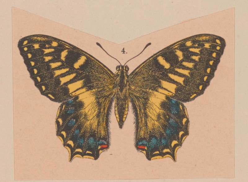 Papilio hospiton - - Print - Iconographia Zoologica - Special Collections University of Amsterdam - UBAINV0274 003 02 0052.Corsican swallowtail (Papilio hospiton).cropped.jpg