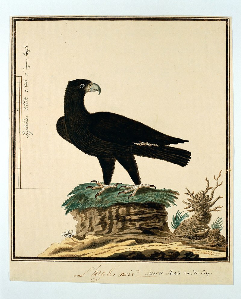 Aquila verreauxii (Zwarte Arend) L'aigle noir - Swarte Arend van de Caap (titel op object), RP-T-1914-17-239 - Verreaux's eagle (Aquila verreauxii).jpg