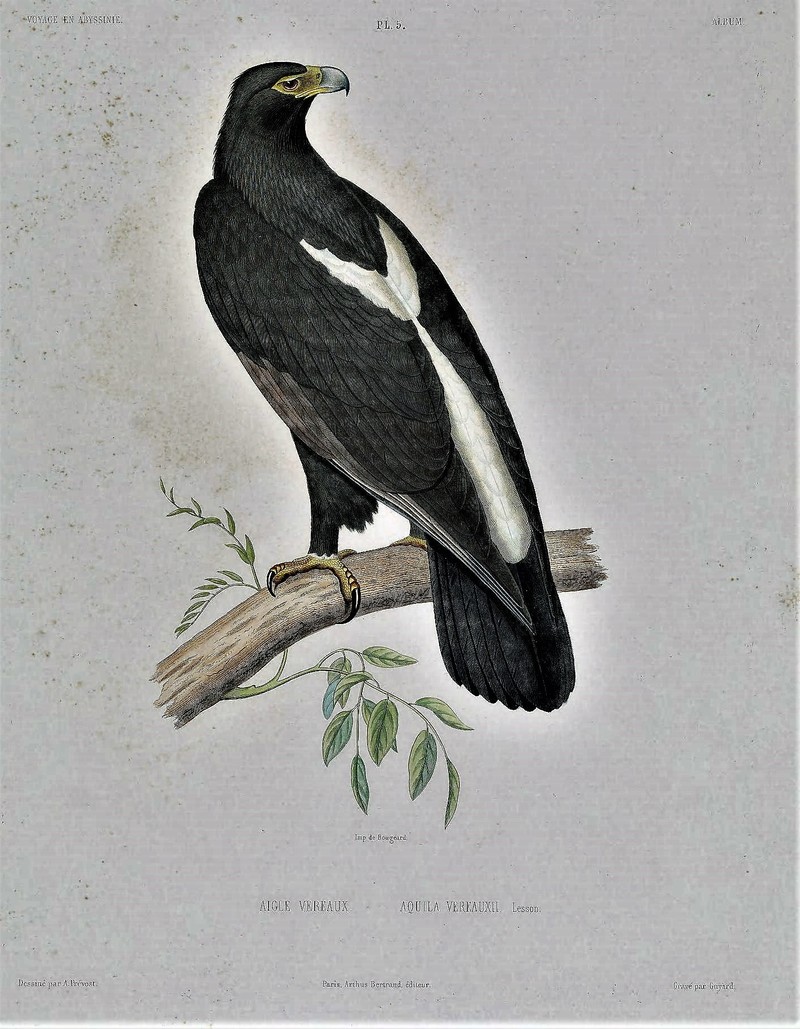 Voyage en Abyssinie Plate 7 - Verreaux's eagle (Aquila verreauxii).jpg