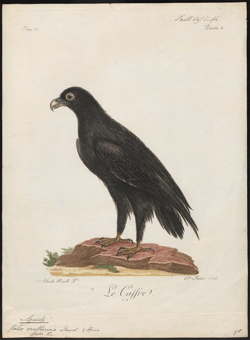Aquila vulturina - 1796-1808 - Print - Iconographia Zoologica - Special Collections University of Amsterdam - UBA01 IZ18100207.Aquila verreauxii (Verreaux's eagle).jpg