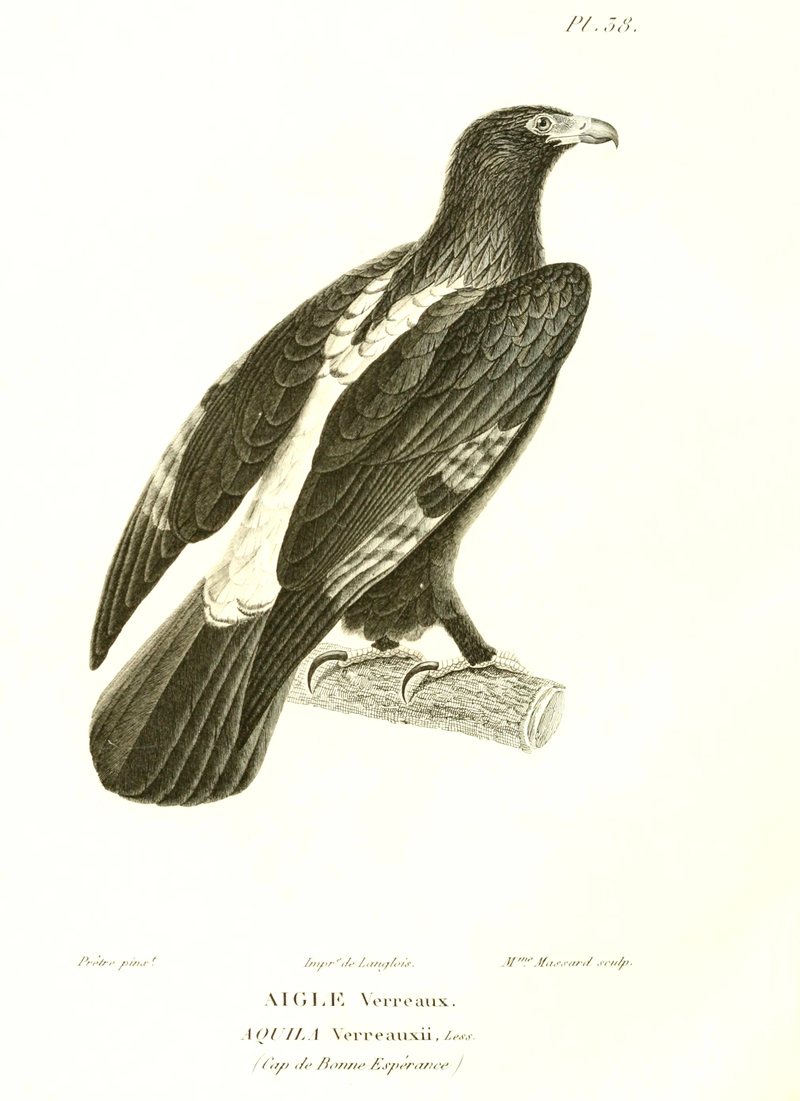 VerreauxsEagle - Aquila verreauxii (Verreaux's eagle).jpg