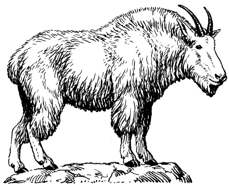 Mountain Goat (PSF) - Rocky Mountain goat (Oreamnos americanus).png