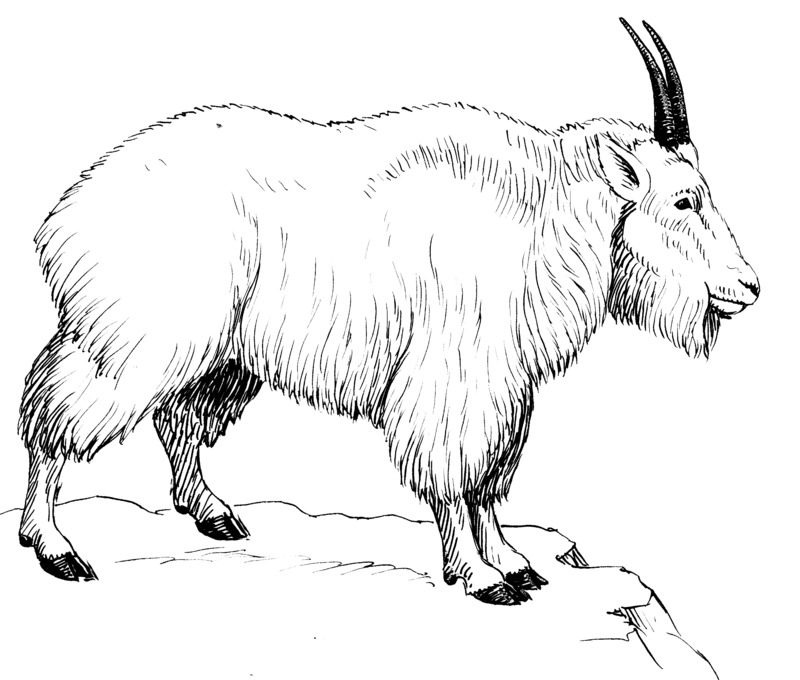 Mountain Goat 2 (PSF) Rocky Mountain goat (Oreamnos americanus).png