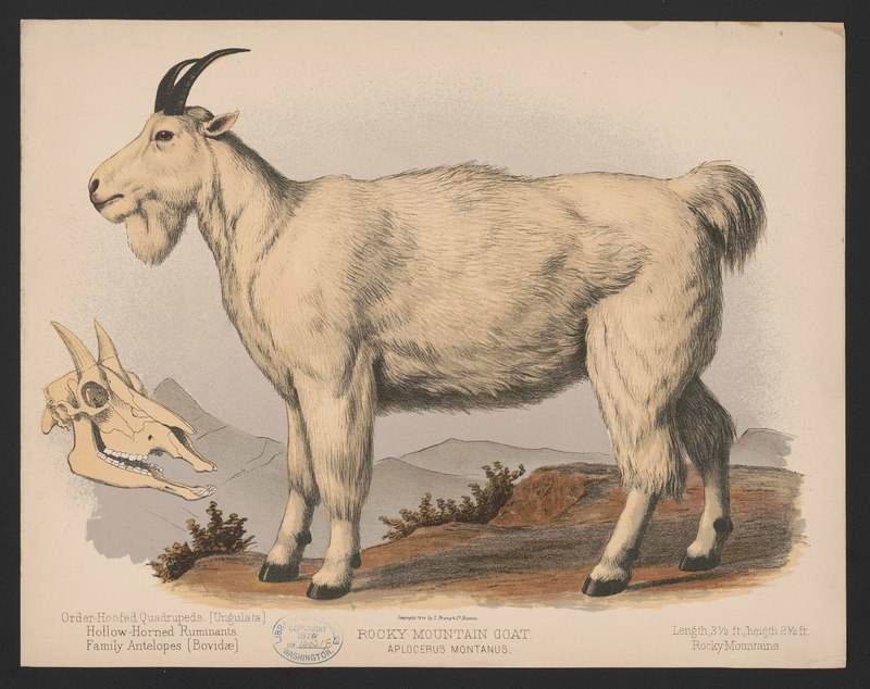 Rocky Mountain goat. Aplocerus montanus LCCN2017660739 - Oreamnos americanus.jpg