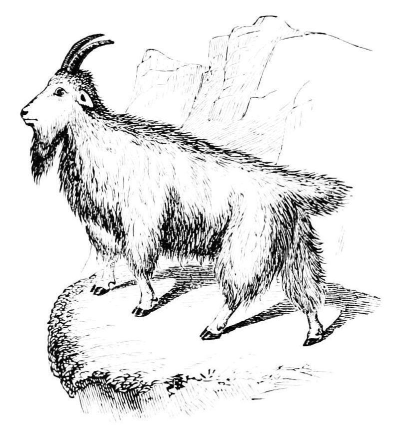 PSM V10 D706 The mountain goat - Oreamnos americanus (Rocky Mountain goat).jpg