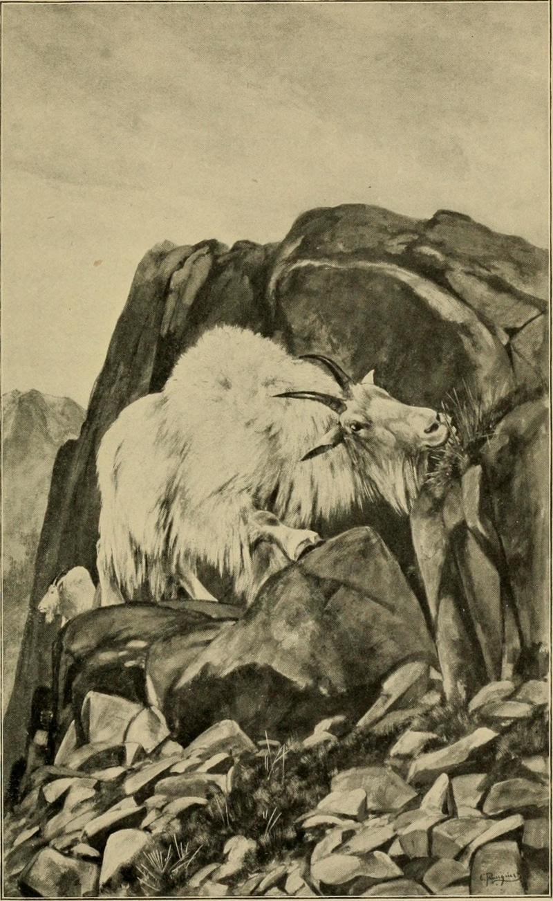Musk-ox, bison, sheep, and goat (1904) (14592195267) - White Goats = Oreamnos americanus (Rocky Mountain goat).jpg