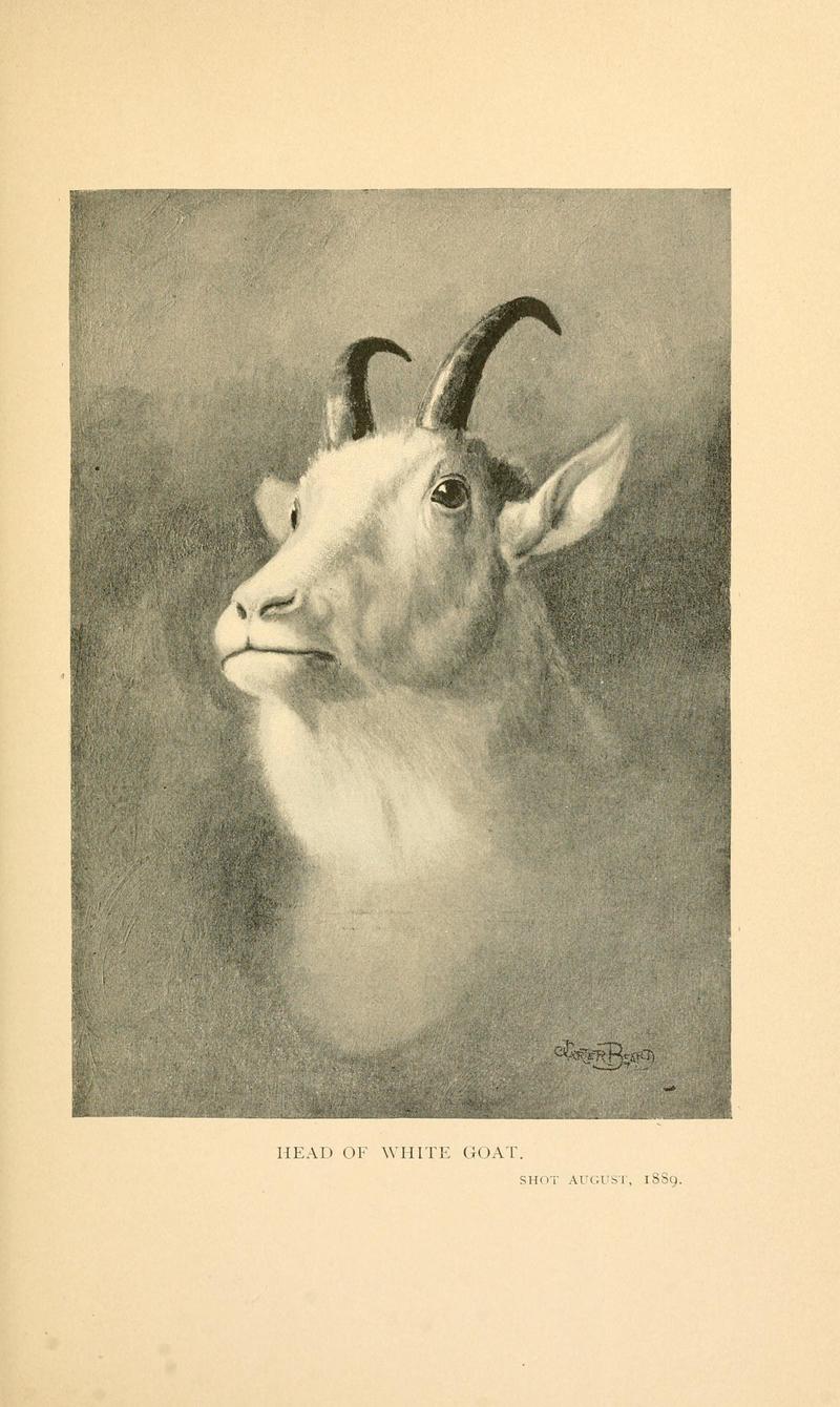 Head of white goat shot august 1889 - Oreamnos americanus (Rocky Mountain goat).jpg