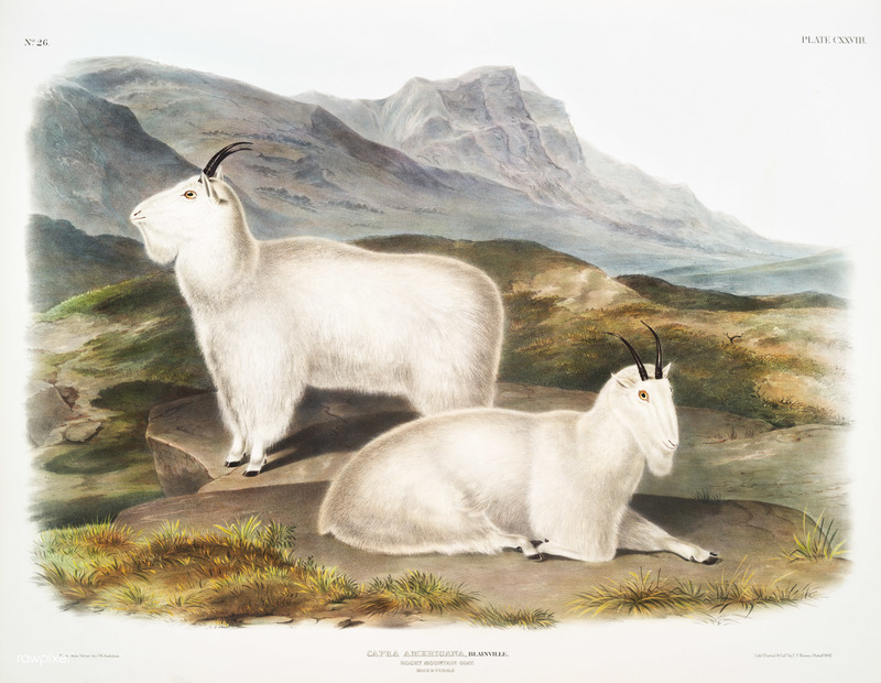 Rocky Mountain Goat (Capra Americana) from the viviparous quadrupeds of North America (1845) illustrated by John Woodhouse Audubon (1812-1862) - Oreamnos americanus.jpg
