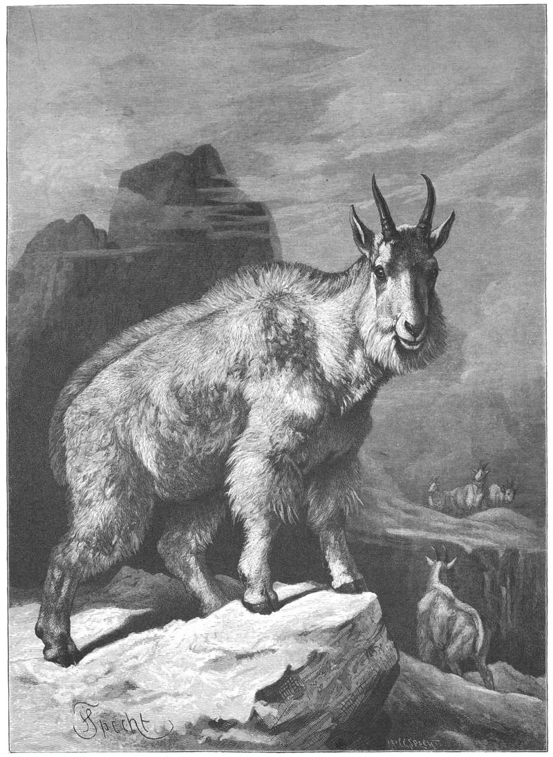 Die Gartenlaube (1884) b 337 - Oreamnos americanus (Rocky Mountain goat).jpg