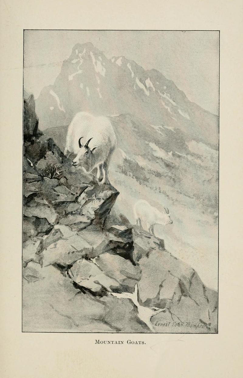 Four-footed Americans and their kin (Plate 19) BHL9418367 - Oreamnos americanus (Rocky Mountain goat).jpg