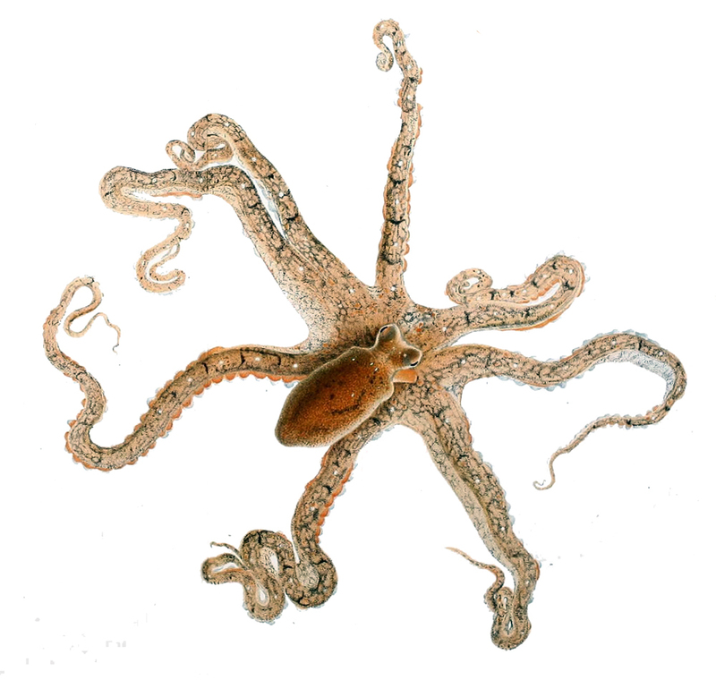 Octopus defilippi - Macrotritopus defilippi (Lilliput or Atlantic longarm octopus).jpg