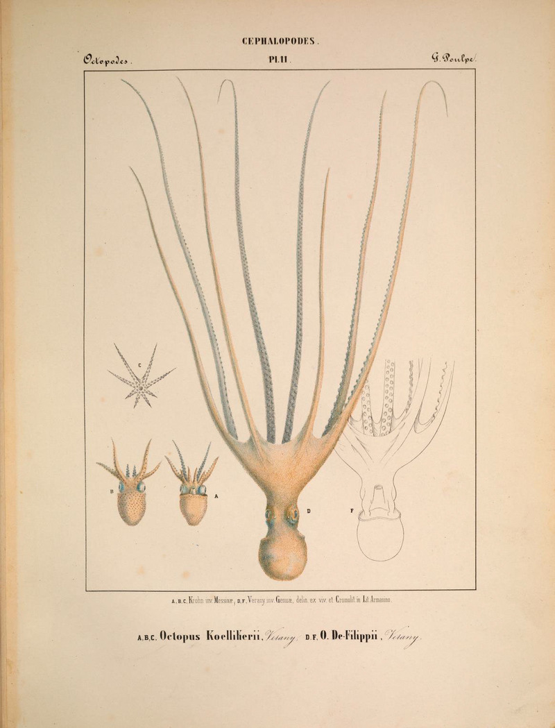 Mollusques méditeranéens (!) (6263519653).jpg