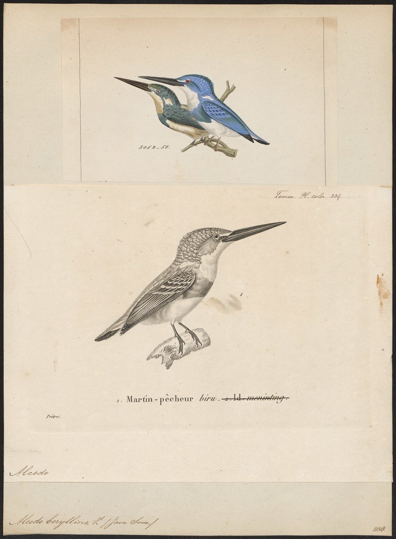 Alcedo beryllina - 1700-1880 - Print - Iconographia Zoologica - Special Collections University of Amsterdam - UBA01 IZ16800207.Alcedo coerulescens (cerulean kingfisher).jpg