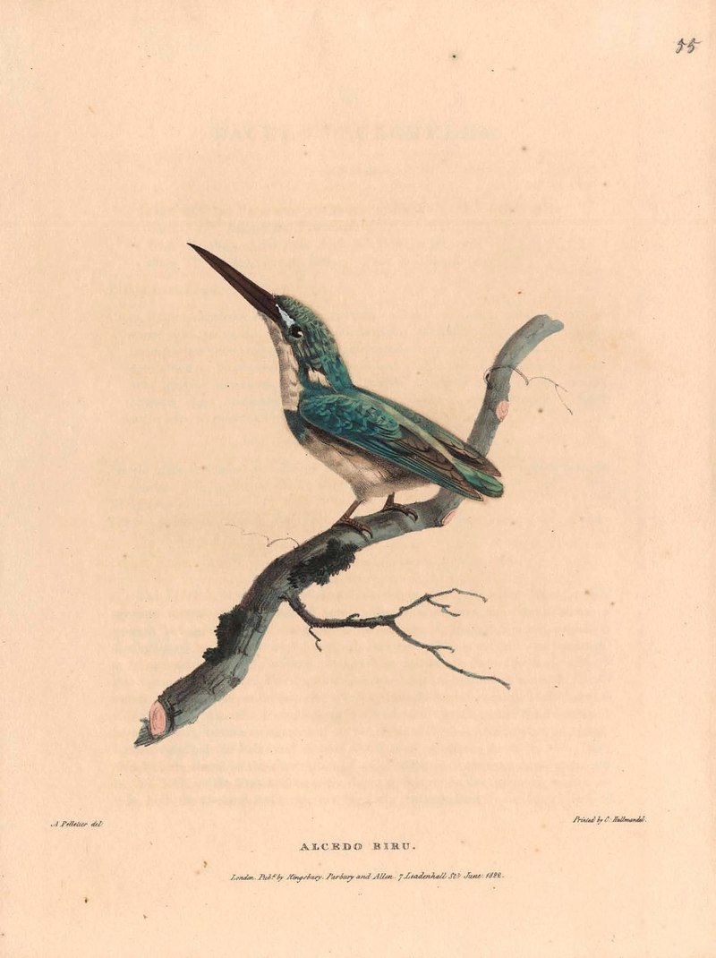 Zoological researches in Java, and the neighbouring islands BHL47293280 - Alcedo coerulescens (cerulean kingfisher).jpg