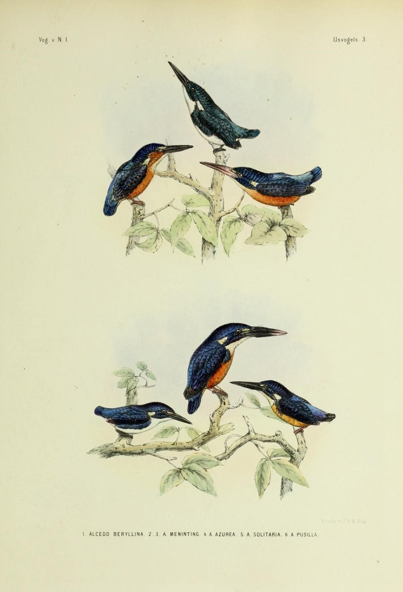 De vogels van Nederlandsch Indie (18706872334).jpg