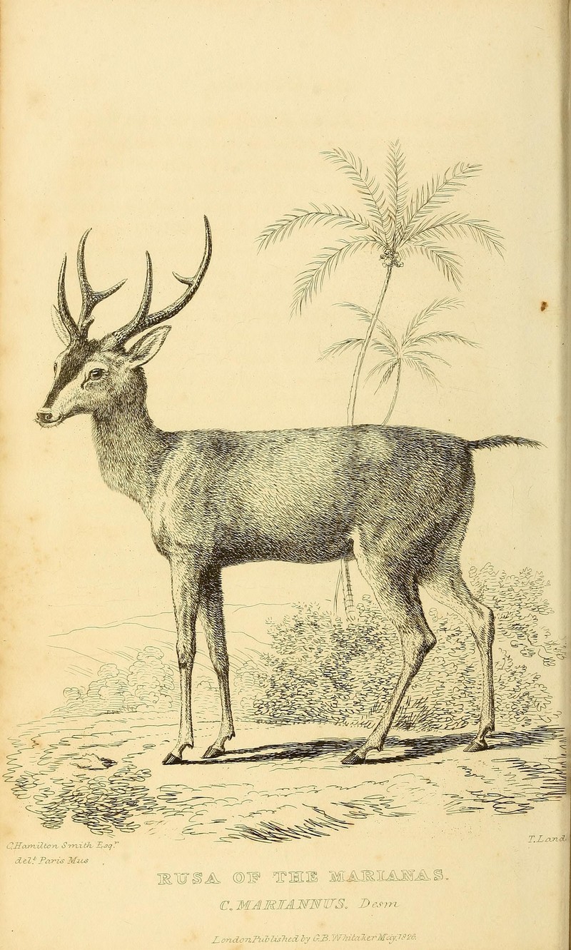 The animal kingdom (Pl. 11) (8188105433) - Cervus mariannus = Rusa marianna (Philippine sambar, Philippine brown deer).jpg