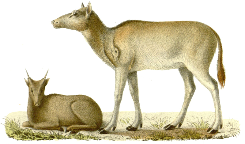 Elaphurus-davidianus - Elaphurus davidianus (Père David's deer).jpg