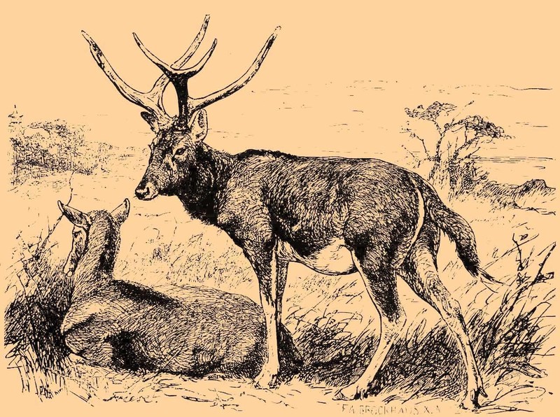 Dessin Elaphurus davidianus - Elaphurus davidianus (Père David's deer).jpg