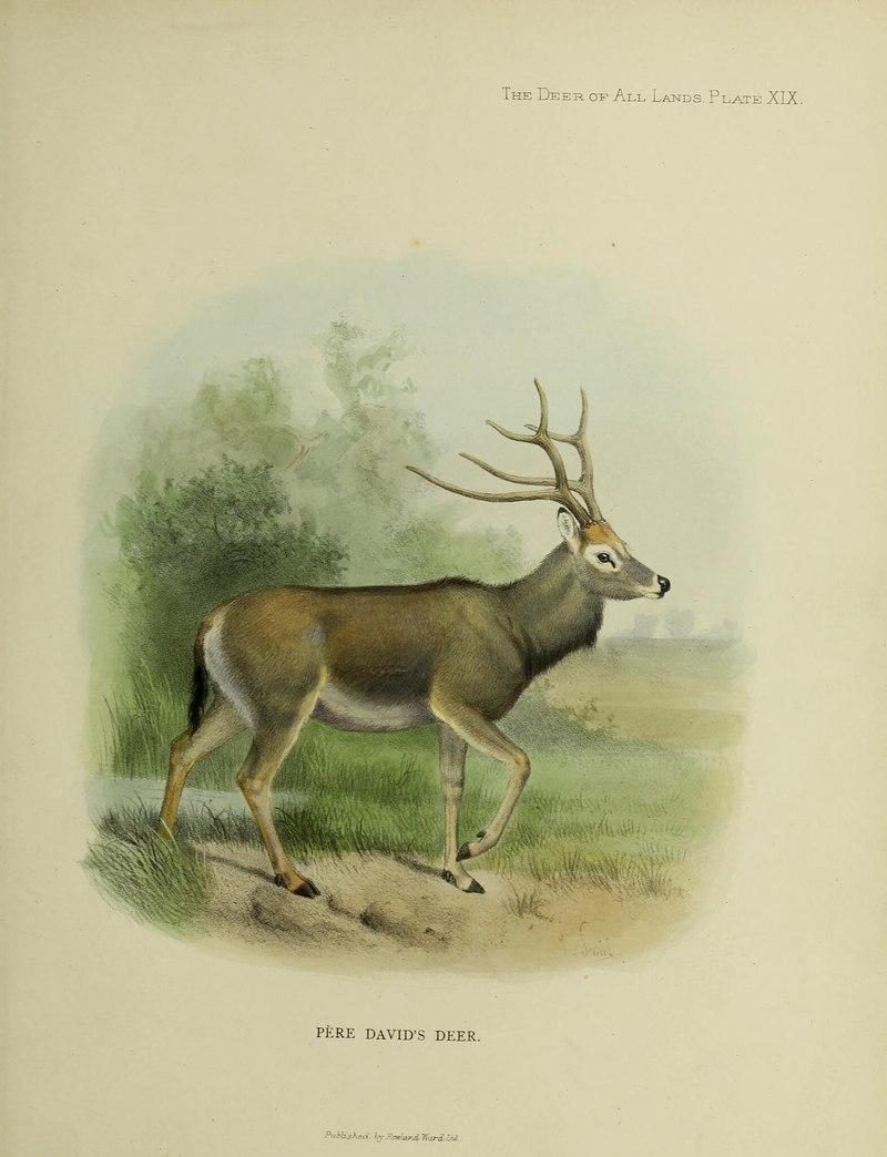 The deer of all lands; a history of the family Cervidæ living and extinct (1898) (20846590895) - Elaphurus davidianus (Père David's deer).jpg