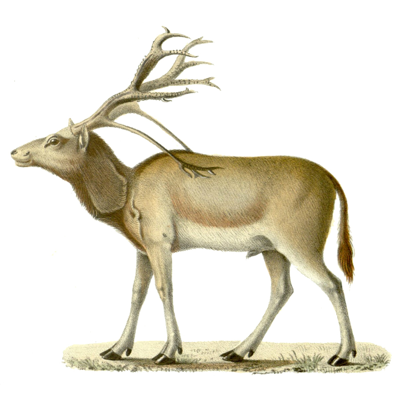 Elaphurusdavidianus Elaphurus davidianus (Père David's deer).jpg